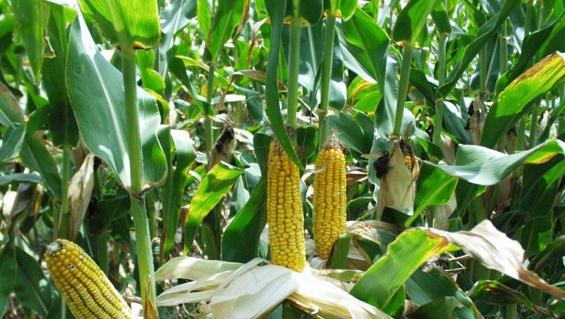 SEDRU convoca a productores de maíz o sorgo a registrarse para recibir incentivo a la comercialización