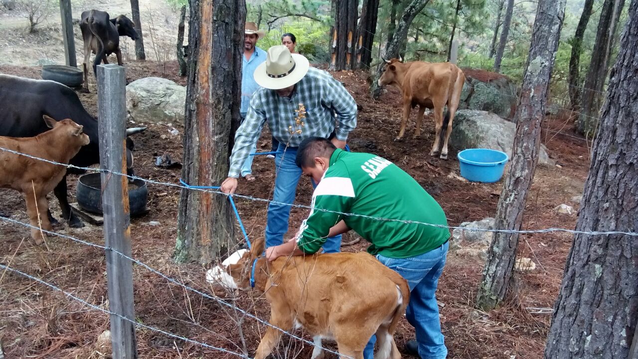 Gobierno Municipal promueve la sanidad animal