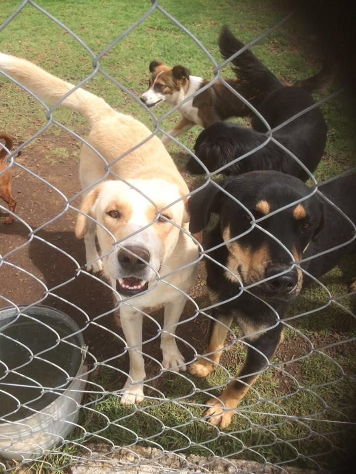 Secretaría de Servicios Públicos da seguimiento a denuncia por maltrato animal