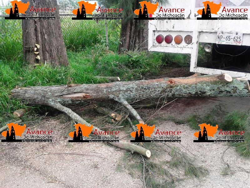 Atiende Gobierno de Morelia de manera oportuna poda de árboles peligrosos.