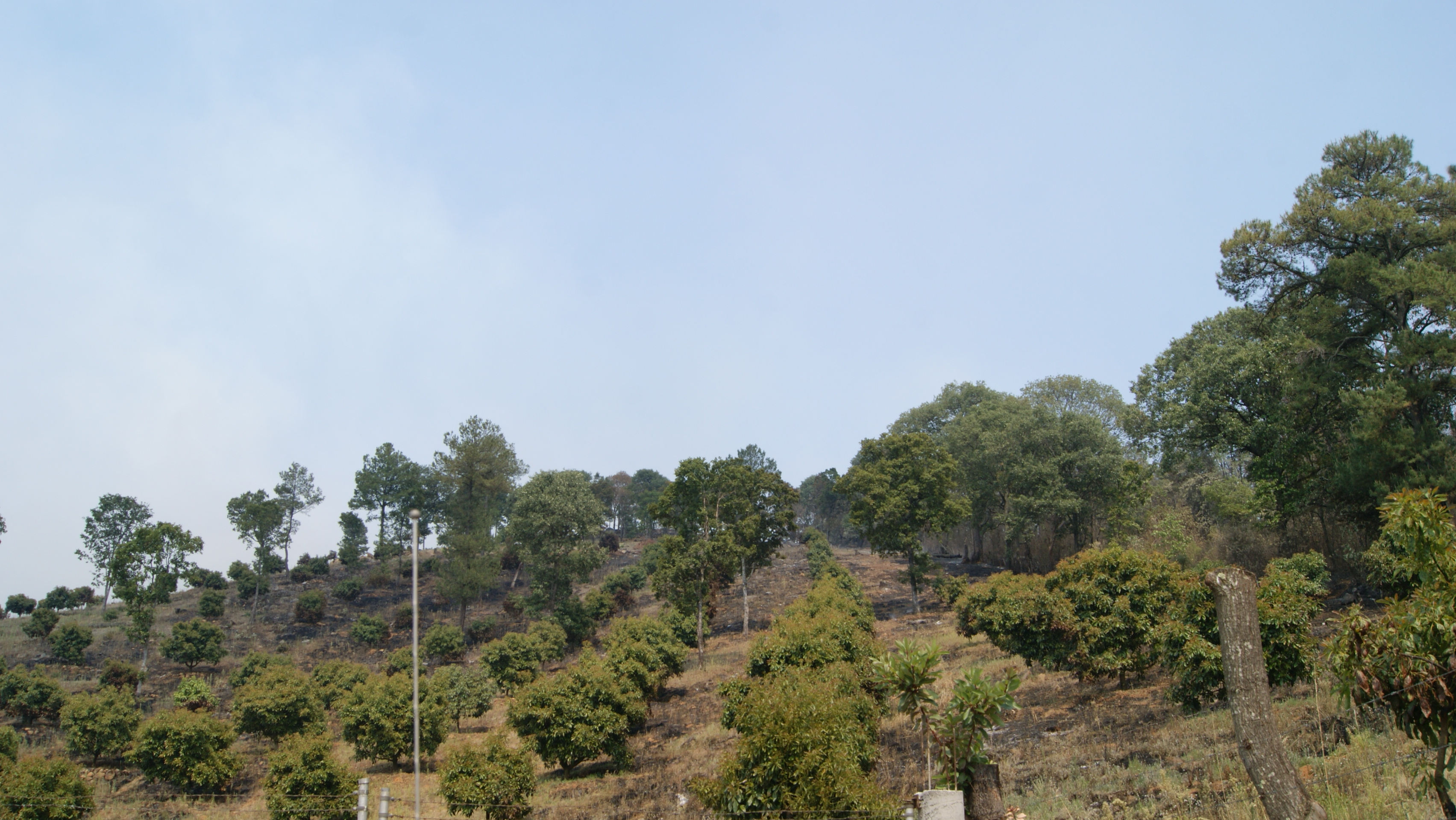 Michoacán ya cuenta con Diagnóstico Fitosanitario Forestal