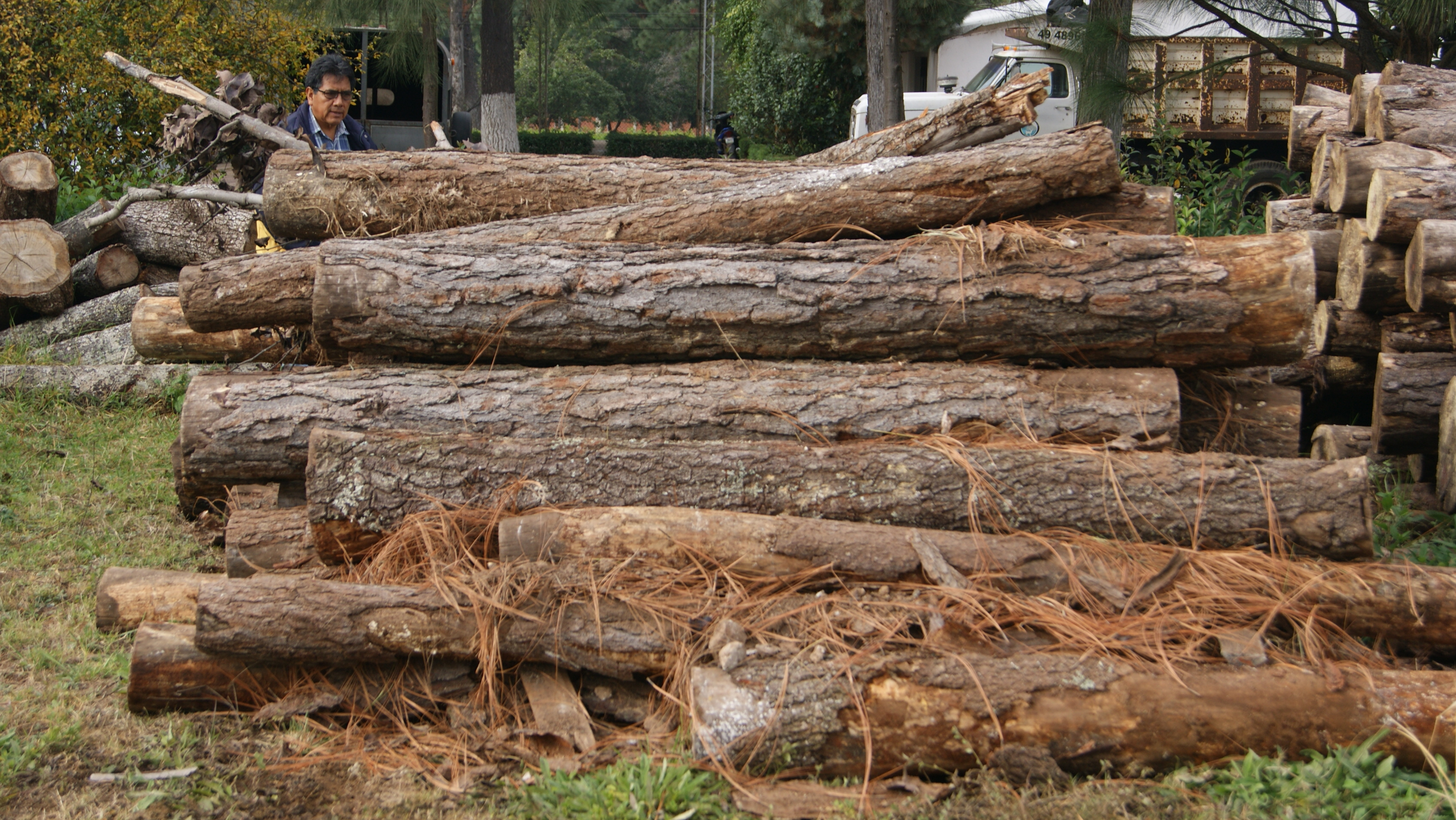 Realizan autoridades Operativo Forestal en Tingambato