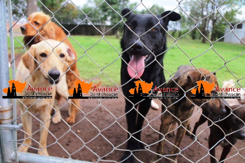Centro de Atención Canina de Morelia dignifica cuidado animal