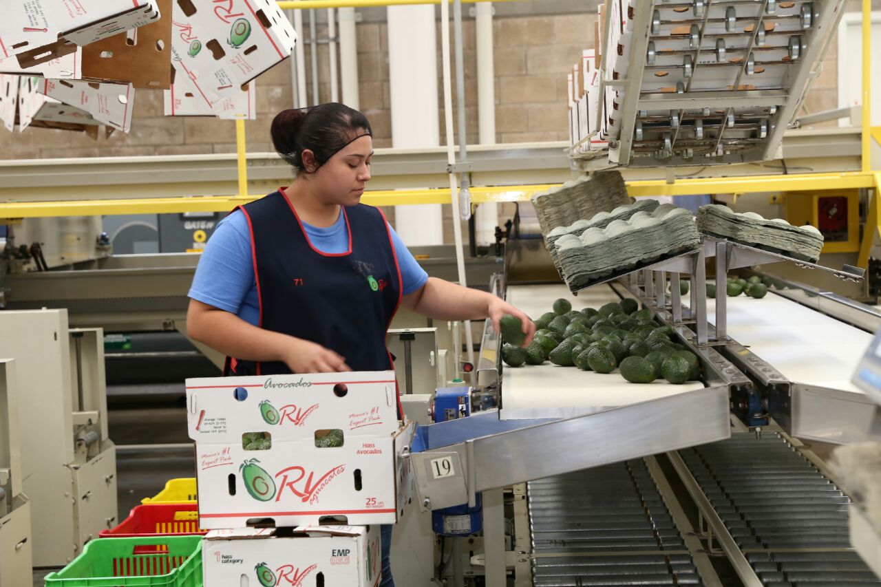 Gracias al apoyo del Gobernador, crece empleo en Michoacán: IMSS