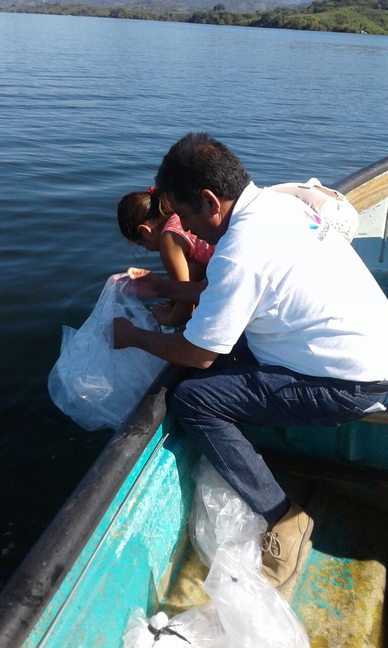 Compesca dona 80 mil crías de tilapia a la presa La Villita