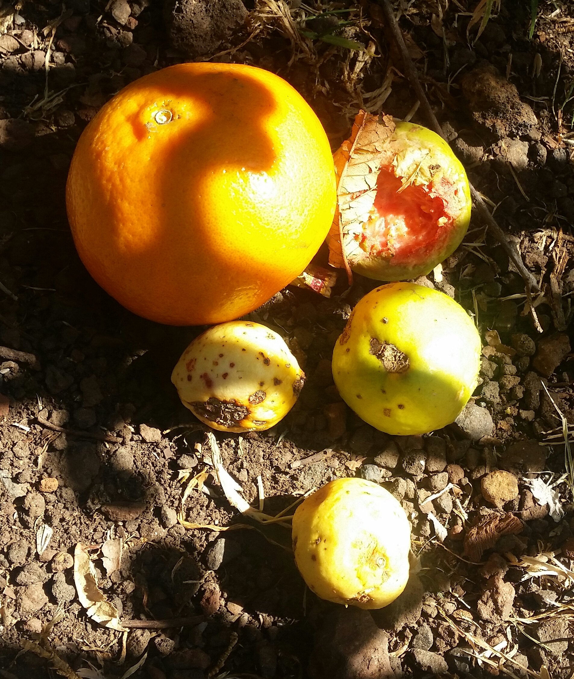 Anuncia SICDET foro sobre pérdidas y desperdicios de alimentos