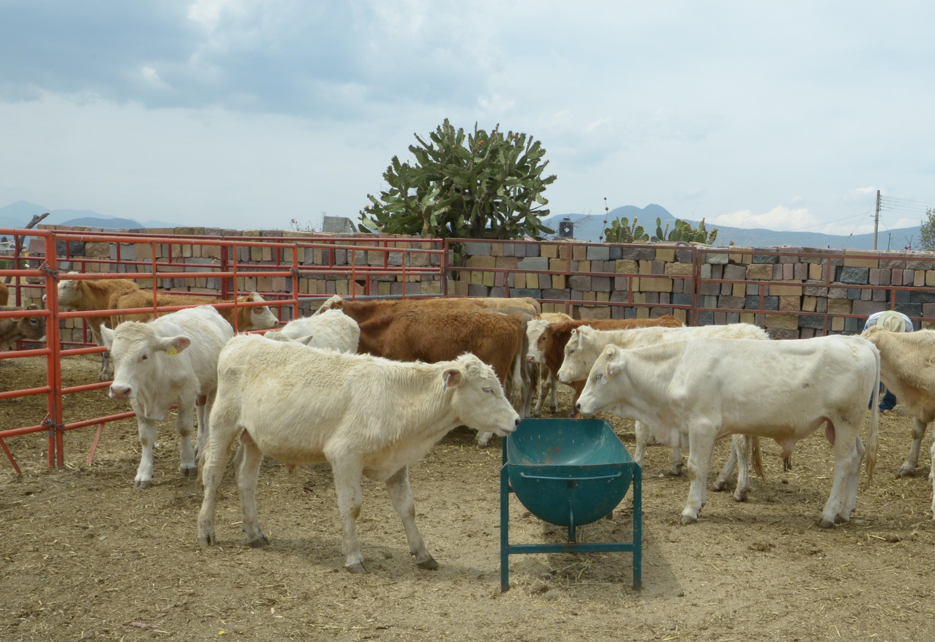 Próximo viernes comienza la Expo Rural Morelia 2016