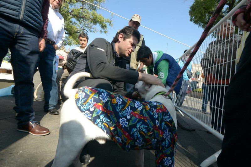 Morelianos responden a Feria de la Adopción de los caninos en resguardo