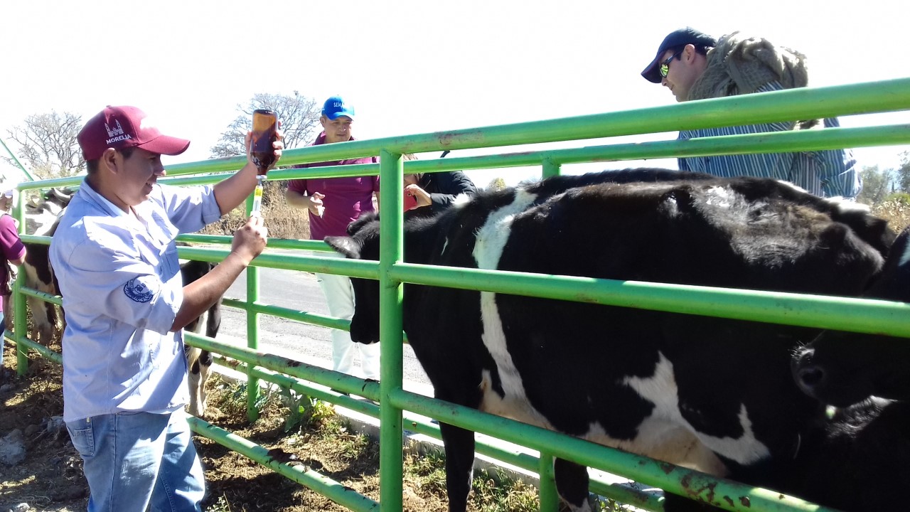 Arranca Secretaría de Desarrollo Económico y Emprendedor programa de Sanidad Animal en Morelia