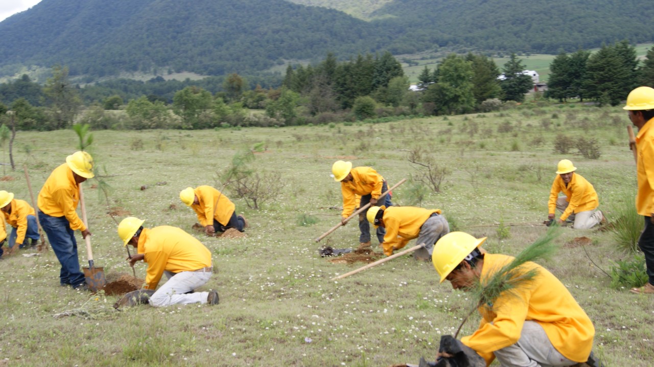 Detalla Cofom acciones para proteger los recursos forestales de Nahuatzen