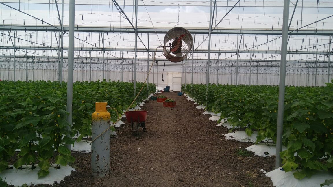 Pepineras apoyadas por INAES exportan a Texas