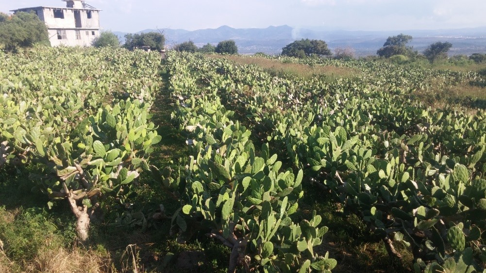 Morelia destaca por su vocación agropecuaria