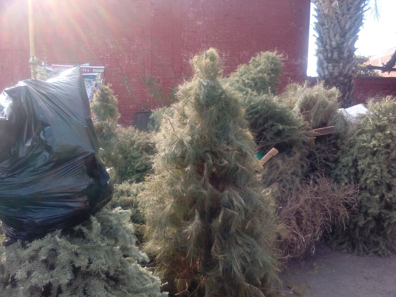 Gobierno Municipal supera la meta de recaudación de árboles navideños