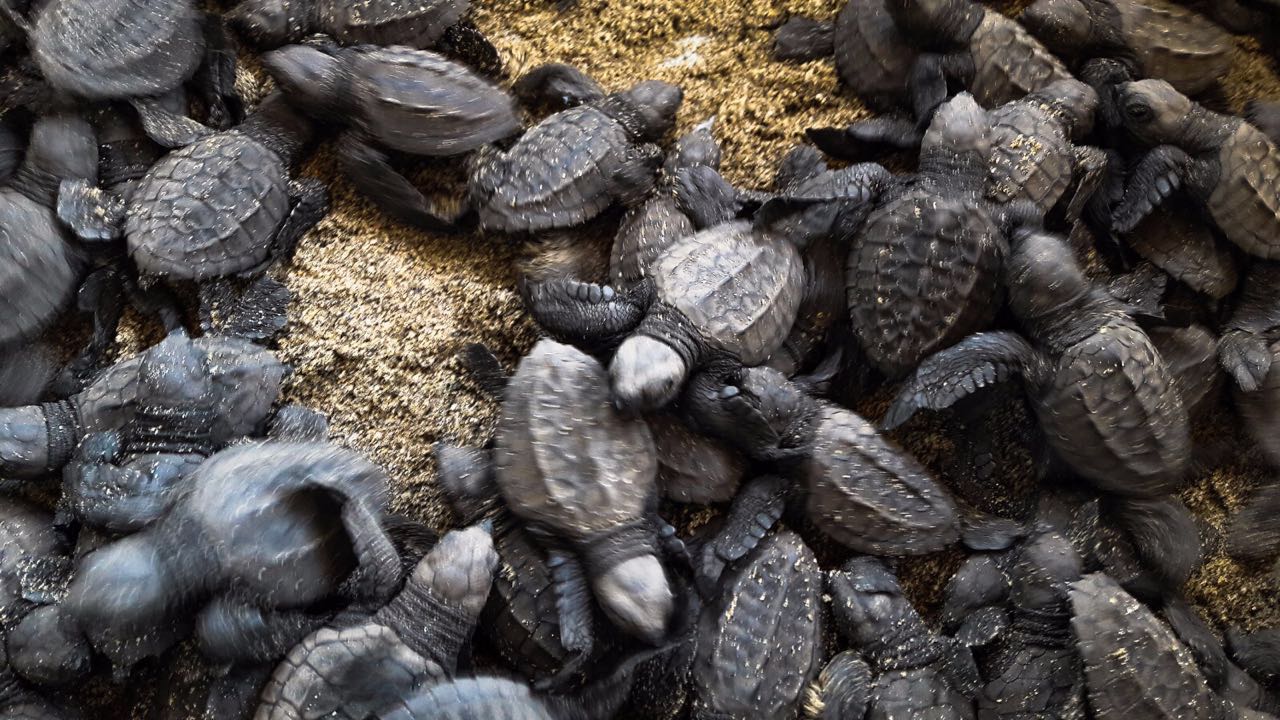 Liberadas en Michoacán, 398 mil crías de tortuga marina: Compesca