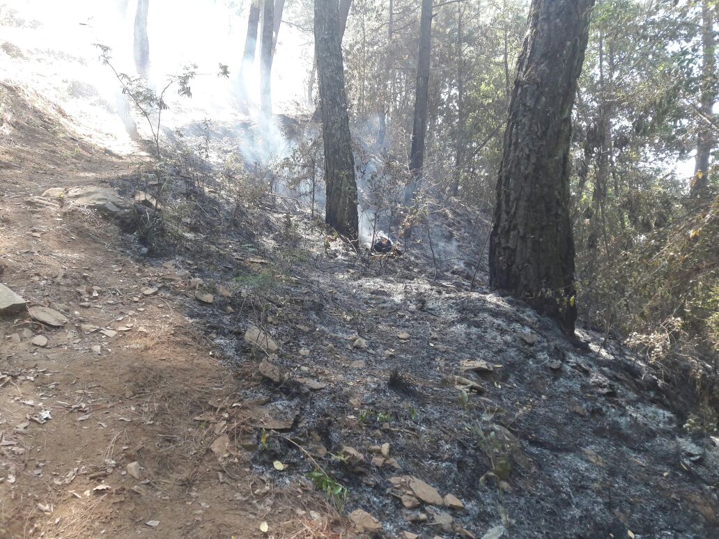 Controlado, el incendio forestal en el Cerro de la Cruz: Cofom