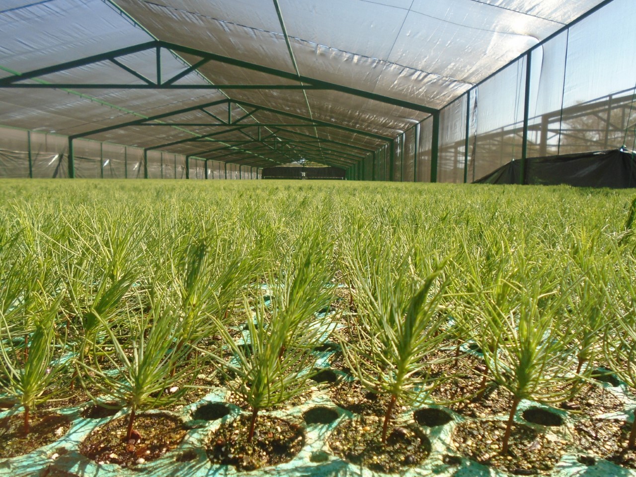 Destinarán 16 millones de plantas para reforestar Michoacán