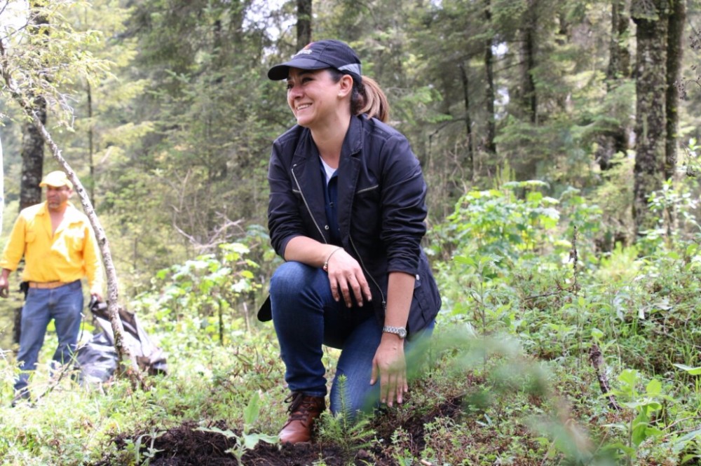 Reforestan Sierra Chincua, Santuario de la mariposa Monarca