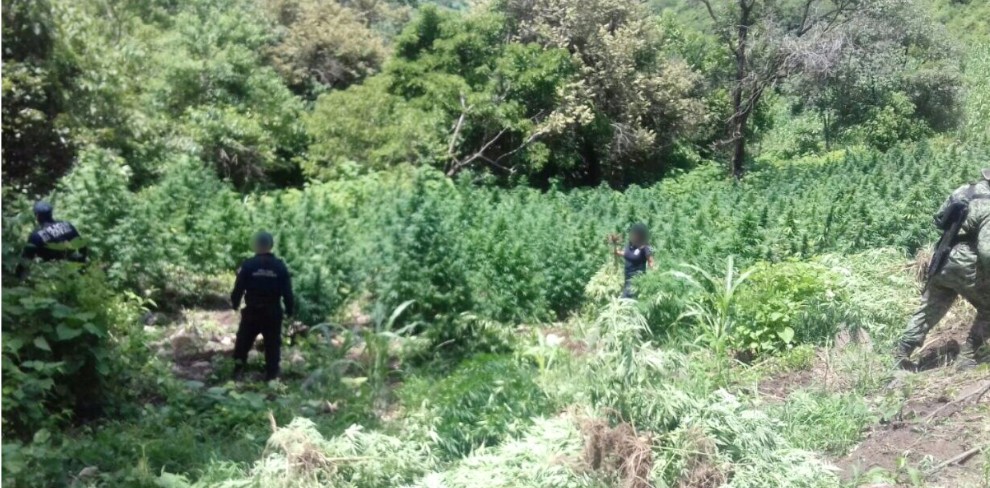 SSP y Sedena aseguran tres plantíos de marihuana en Madero