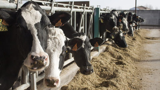 Gran avance en programas del sector ganadero.