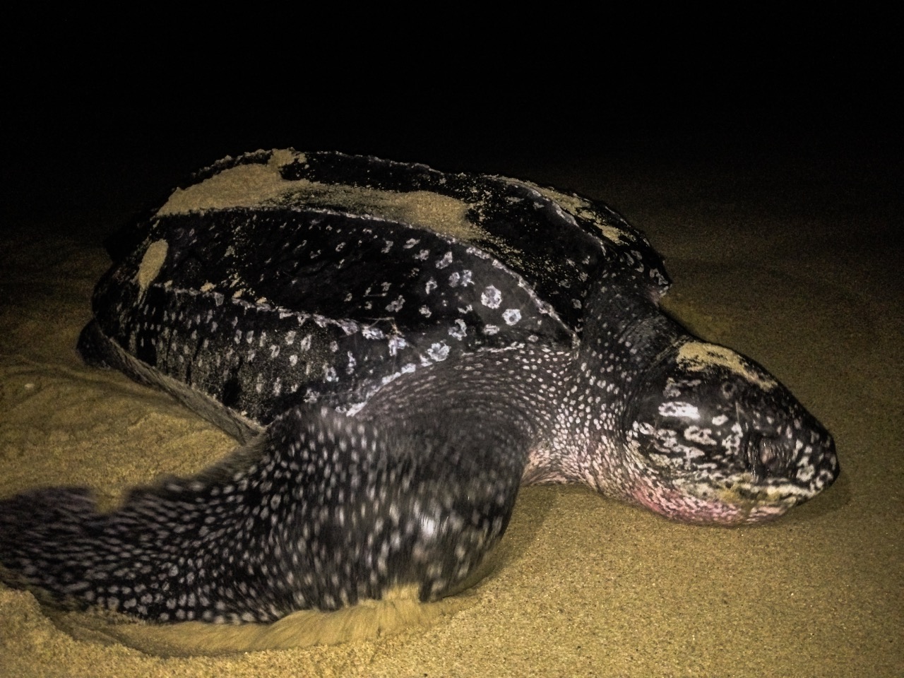 Destaca Compesca apoyo a los campamentos tortugueros