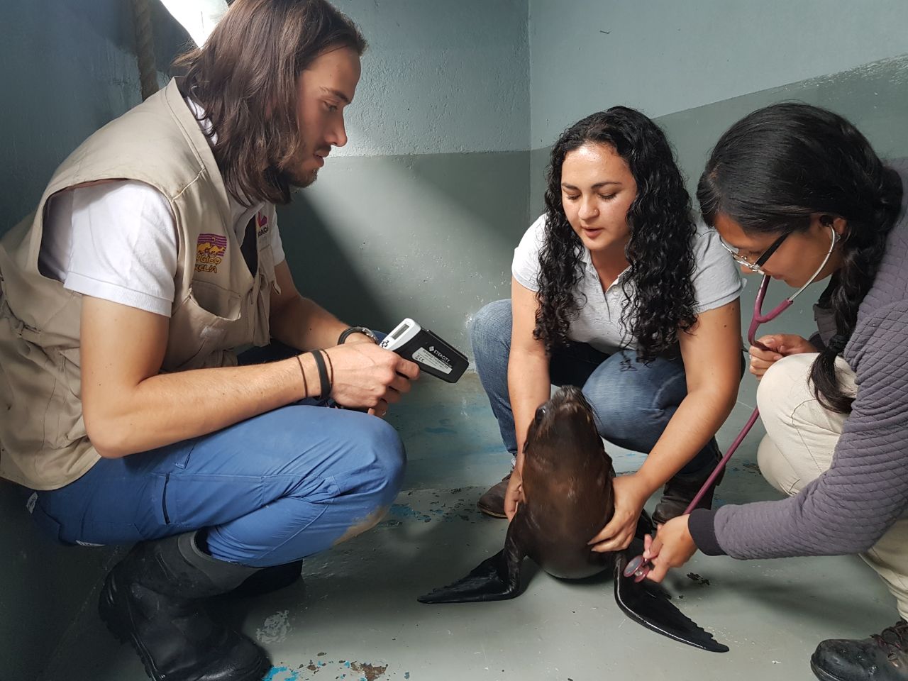 Zoológico de Morelia traslada a lobo marino rescatado