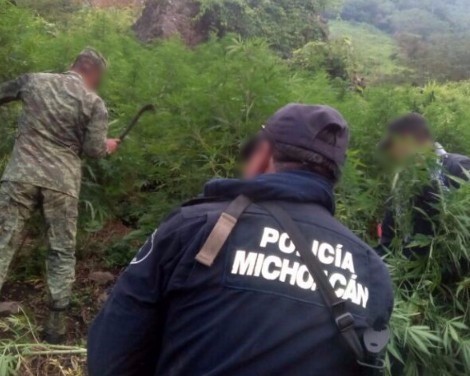 Destruyen SSP y Sedena cuatro plantíos de marihuana en Madero