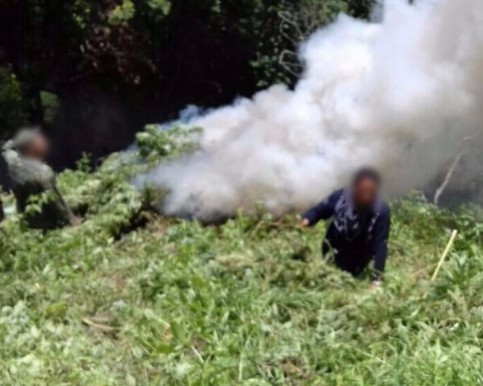 Aseguran SSP y Sedena plantío de marihuana en Madero