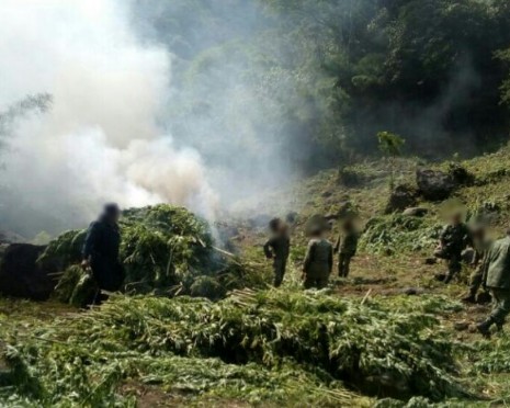 Destruyen SSP y Sedena siete plantíos de marihuana en Madero