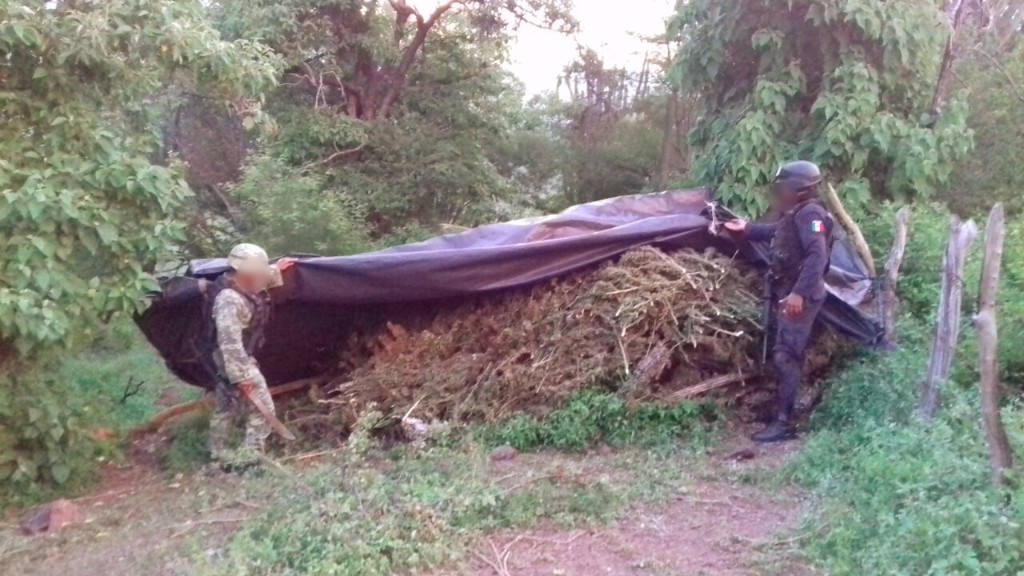 SSP y Sedena aseguran e incineran casi una tonelada de marihuana en Arteaga