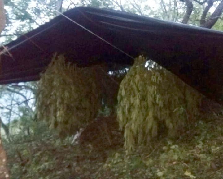 SSP y Sedena aseguran más de 3 mil plantas de marihuana en Tumbiscatío