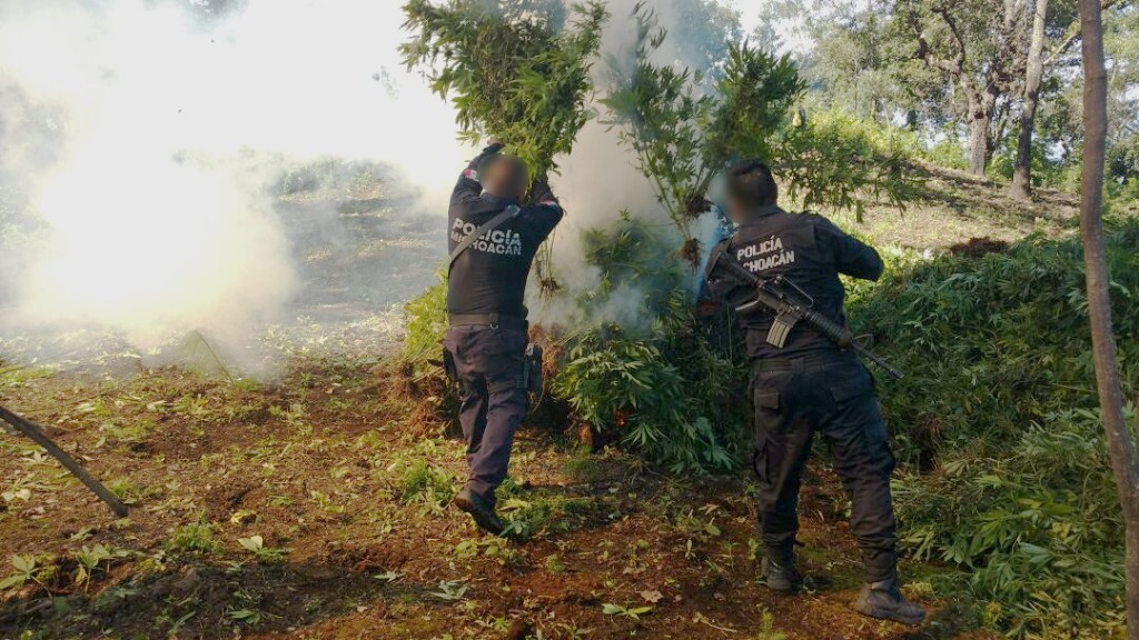 Destruyen SSP, Sedena, PGR y PGJE 384 mil plantas de marihuana en Benito Juárez