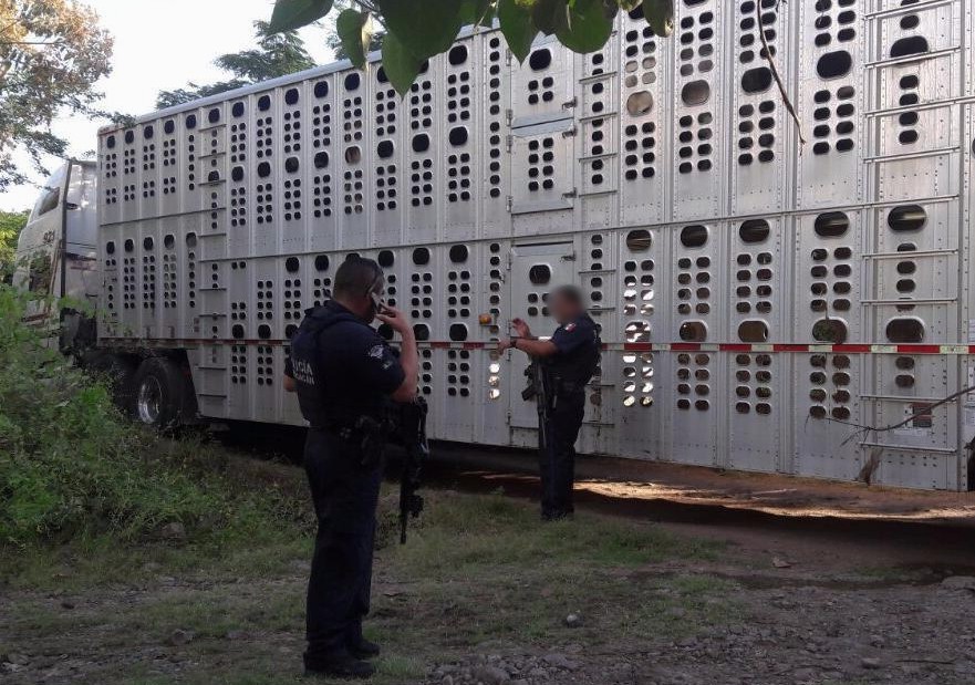 Recuperan Sedena y SSP camión robado minutos antes con ganado