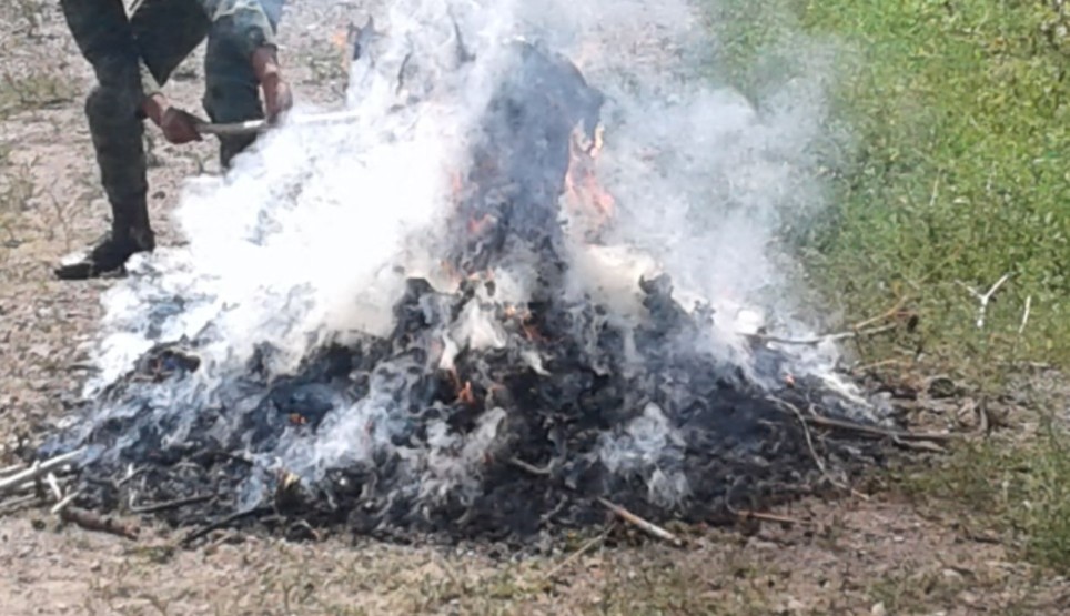 Incineran SSP y Sedena plantíos de marihuana en Tzitzio