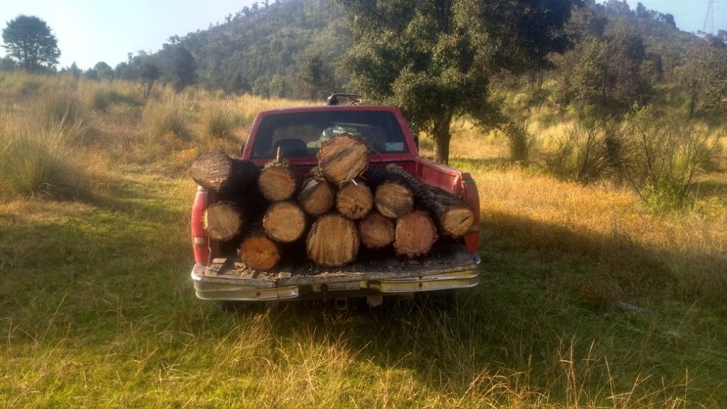 Asegura SSP a cuatro con madera ilegal en Paracho