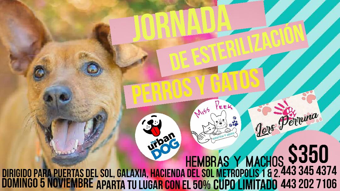 Jornada de esterilización de perros y gatos el domingo 5 de noviembre