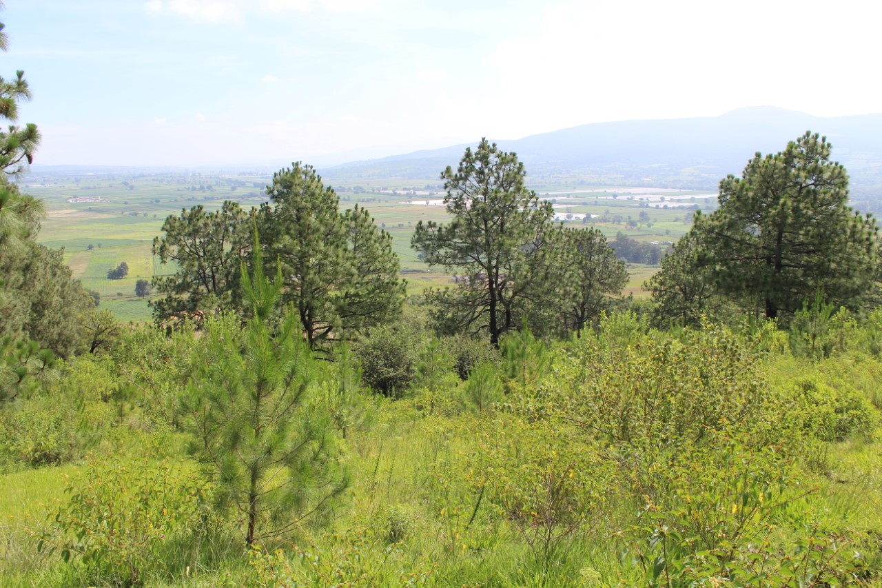 Establecerán en Michoacán 300 hectáreas de plantaciones forestales comerciales