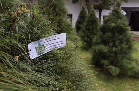 Este fin de semana, Feria y Bazar de Árboles de Navidad, anuncia Cofom