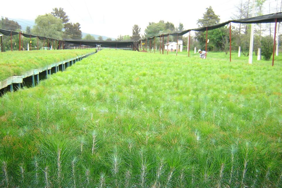 Destaca Cofom inversión de 208 mdp para impulsar el desarrollo forestal sustentable