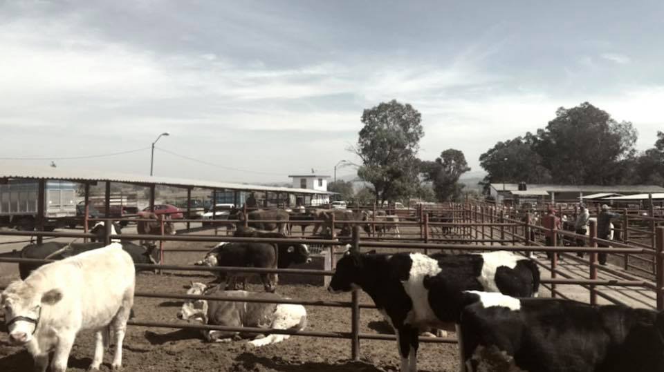 Realizan entrega de ganado mejorado a productores de san rafael coapa; “buscamos mejorar el campo moreliano”: salvador arvizu