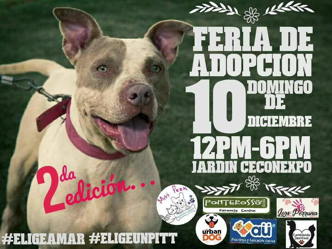 Feria de adopción canina, domingo 10 de diciembre en el Centro de Convenciones de Morelia