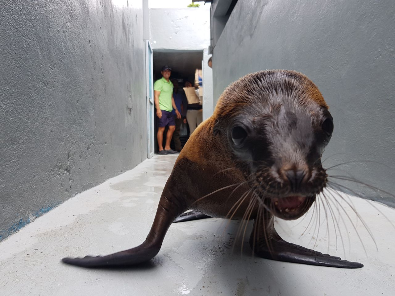 Parque Zoológico brindó atención médica a 300 ejemplares decomisados por Profepa