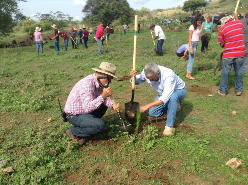 Gobierno del Estado impulsa reforestación y establecimiento de Plantas Forestales Comerciales