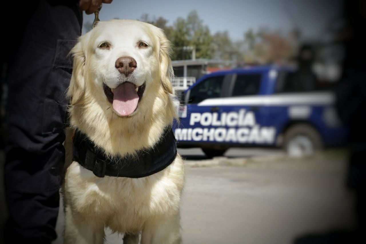 La Unidad Canina de la SSP coadyuva al fortalecimiento de la seguridad