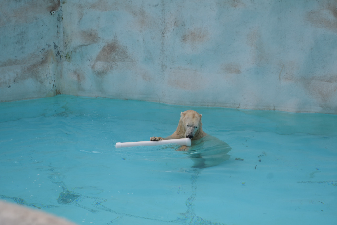 Conmemora Parque Zoológico de Morelia el Día Internacional del Oso Polar