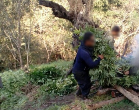 Destruyen SSP y Sedena plantío de marihuana en Aguililla