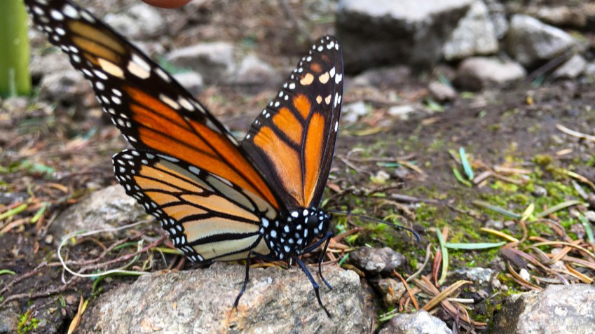 Sectur te invita a los santuarios de la mariposa Monarca