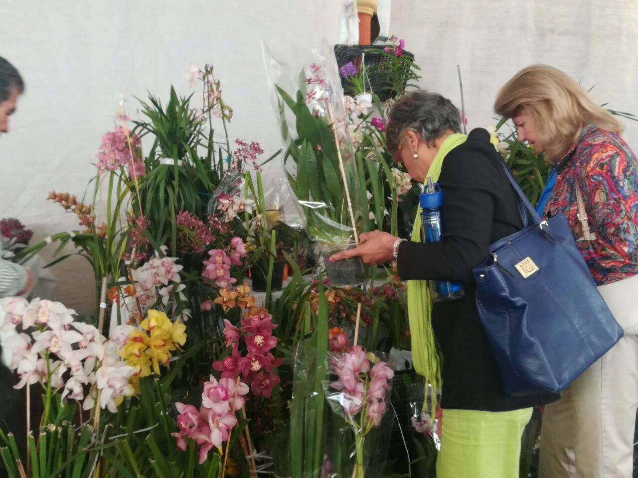 Expo Orquídea San José de Gracia 2018
