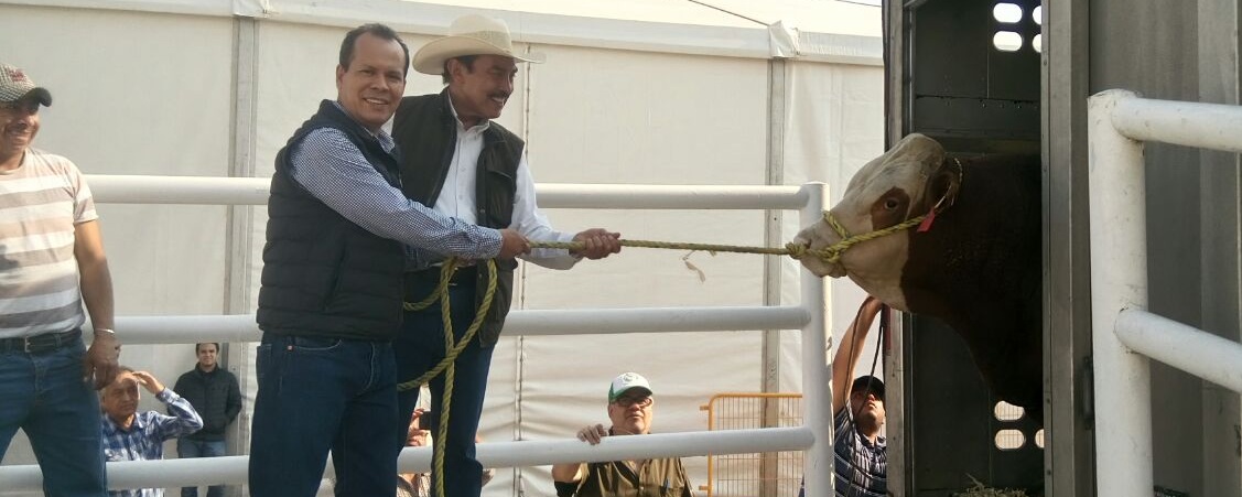 Llega el mejor ganado del país a la Expo Fiesta Ganadera Michoacán 2018