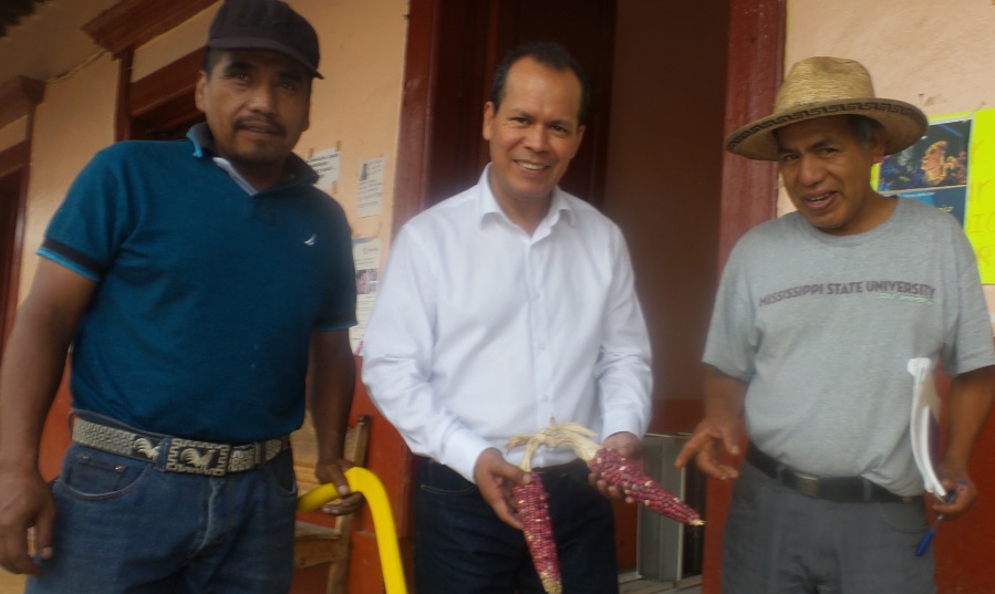 Sedrua y Pichataro, por el rescate de maíces criollos.
