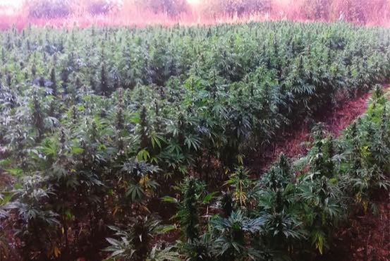 SE DESTRUYEN MÁS DE 800 MIL PLANTAS DE MARIHUANA EN JALISCO